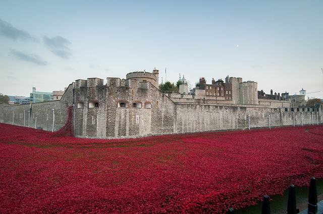 poppies rememberance day | Masterflex UK